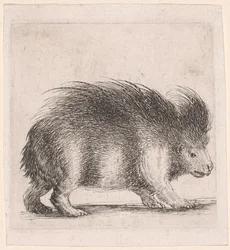 Porcupine, Facing Right