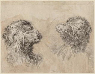 Two Camel Heads, probably 1649