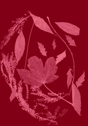 Red Foliage