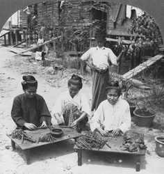 Making the Huge Cigars Smoked by Women, Burma, 1908