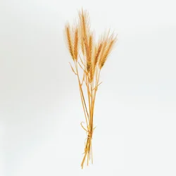 Barley No. 01, 2020