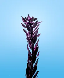 Purple Elodea