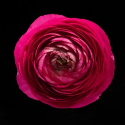 Ranunculus No. 01, 2020