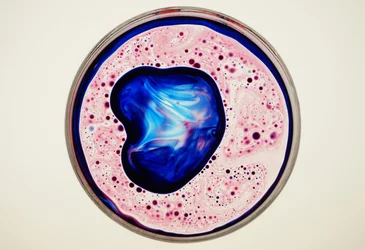 Petri Dish