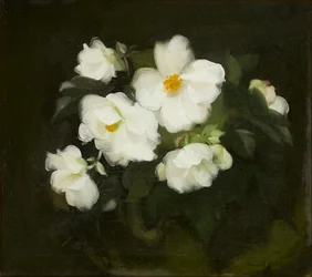 White Roses