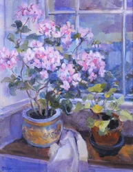 Pink Geranium on Window Seat