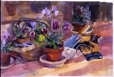 Potting up the pansies