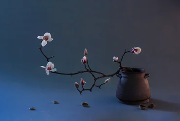 Zen Magnolia Blossom
