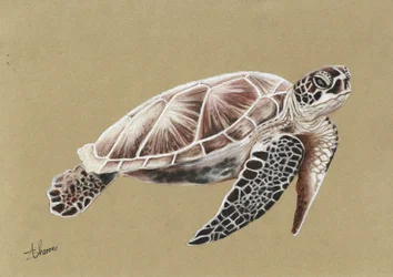 Swimming Sea Turtle