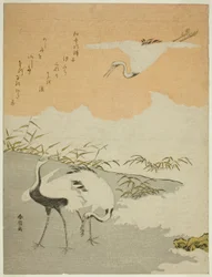 Cranes at the Sea Shore