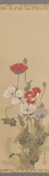 Poppies