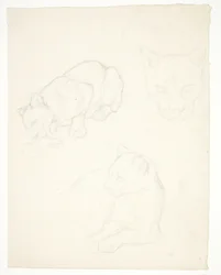 Three Studies of a Lion Cub