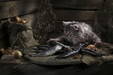 Curious Cat And Fish