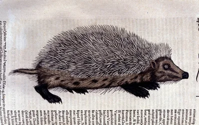 Hedgehog, Illustration from 