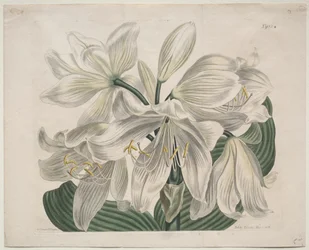 The Botanical Magazine or Flower Garden Displayed: White Cape - Coast Lily