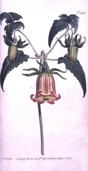 Canary Island Bell Flower (Canarina campanula), plate 444 from William Curtis