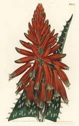 Soap or Zebra Aloe
