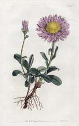 Alpine Aster or Queen Daisy of the Alps