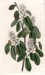 Amelanchier with alder leaves or flowered aronie - Engraved by S.Watts, from an illustration by Sarah Anne Drake, from the Botanical Register of Sydenham Edwards