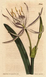 American pancratium with white fragrant flowers. Pancratium rotatum.