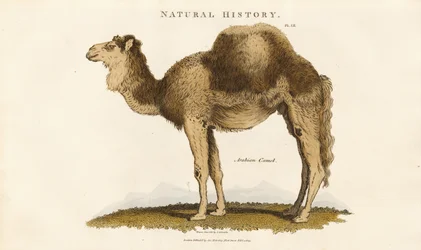 Arabian Camel
