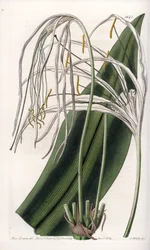 Araignee lily or sea daffodil or sea lily