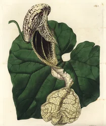 Boat-flowered Birthwort from Sydenham Edwards