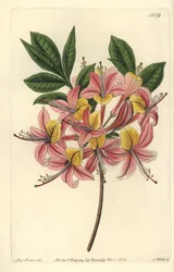 Azalea Pontic Yellow - Yellow Azalea, Rhododendron luteum (Changeable Pontic Azalea, Azalea pontica versicolor). Handcoloured copperplate engraving from Sydenham Edwards