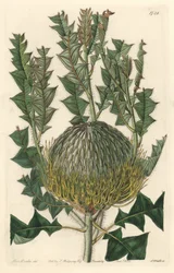 Banksia speciosa, originally from Australia