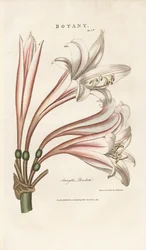 Barbados Lily