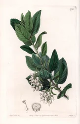Bear Grape, originally from California