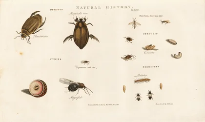 Beetle Species and Their Developmental Stages