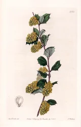 Berberis - Engraved by S. Watts, from an illustration by Sarah Anne Drake, from the Botanical Register of Sydenham Edwards