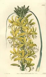 Berry Asphodele - Asphodeline lutea (Siberian yellow asphodel, Asphodelus luteus var. sibiricus). Handcoloured copperplate engraving by S. Watts after an illustration by M. Hart from Sydenham Edwards