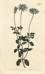 Blue daisy, Felicia amelloides (Blue-flowered cineraria or Cape aster, Cineraria amelloides) - Handcoloured copperplate engraving by Sansom after an illustration by Sydenham Edwards from William Curtis