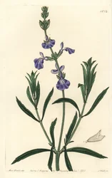 Blue Sage