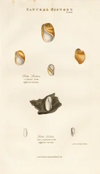 Bubble Shells of Various Species