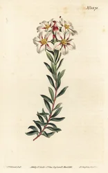 Buchu, Adenandra villosa (Umbel-flowered diosma, Diosma speciosa)