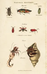 Jewel Beetles and Common Hermit Crab