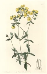 Calceolaria or Small Slipper or Lady