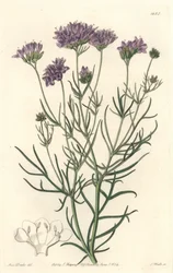 California Gilia from the Botanical Register
