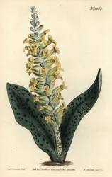 Cape Hyacinth (False Orchid)
