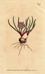 Cape Hyacinth, with Bulb, Scarlet Leaves and Pale Pink Flowers. Polyzena corymbosa (Massonia corymbosa). Handcoloured copperplate engraving from Sydenham Edwards