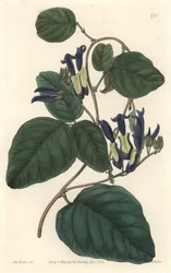 Caulinie Noiratre, Native to Australia - S. Watts Strong Water from an Illustration by Sarah Anne Drake, from the Botanical Register