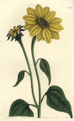 Central American Asteriaceae Variety - Tithonia tubaeformis (Trumpet-stalked Sunflower, Helianthus tubaeformis). Handcoloured copperplate engraving from Sydenham Edwards