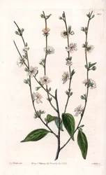 Cherry tree - Engraved board by S. Watts, from an illustration by Sarah Anne Drake, from the Botanical Register of Sydenham Edwards, England