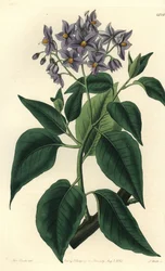 Chilean Potato Tree or Crimped-leaved Solanum. Handcoloured copperplate engraving from Sydenham Edwards