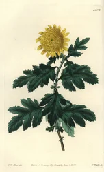 Chinese Chamomile or Indian Chrysanthemum - Double Yellow Indian Chrysanthemum