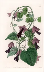 Chinese Hat - Plate Engraved by S. Watts, from an Illustration by Sarah Anne Drake, from the Botanical Register of Sydenham Edwards