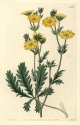 Jagged-leaved Cinquefoil, Potentilla Laciniosa. Handcoloured Copperplate Engraving by S. Watts after an Illustration by M. Hart from Sydenham Edwards